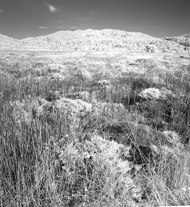 Infrared Image of Coastal Heath with a View of the Coast Range of Hills in the Background.
